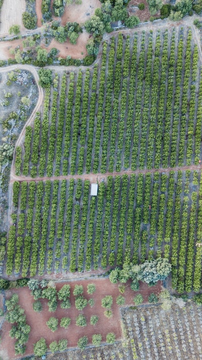 航空领域树的照片
